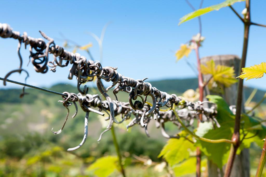 Pension Und Weingut Moselblick Браунеберґ Екстер'єр фото